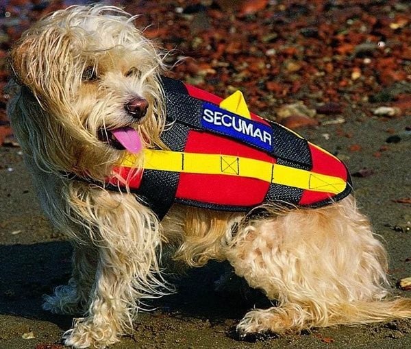 Secumar Köpek can yeleği S 33*24cm